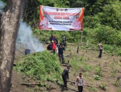 Kapolda Aceh: 43 Hektar Ladang Ganja Siap Panen Dimusnahkan