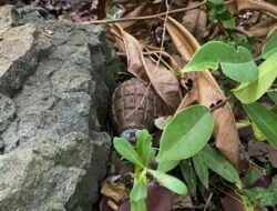 Warga Temukan Granat Tangan di Desa Durung Aceh Besar