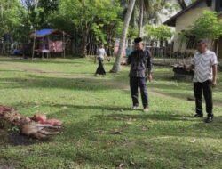 Sindikat Pencurian Ternak Beraksi di Darul Kamal