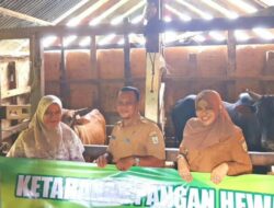 Camat Sukmawati Serahkan Bantuan 12 Ekor Sapi di Gampong Cot Mesjid