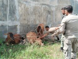 Satpol PP Banda Aceh Tangkap 4 Ekor Sapi yang Berkeliaran Dikawasan Pemukiman