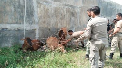 Satpol PP Banda Aceh Tangkap 4 Ekor Sapi yang Berkeliaran Dikawasan Pemukiman