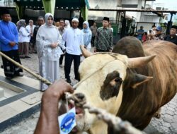 Wali Kota Illiza Serahkan Sapi Kurban Bantuan Presiden Prabowo