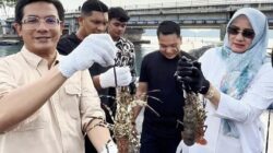 Ketua DPRK: Ulee Lheue Merupakan Tempat Budidaya Lobster Potensial di Aceh